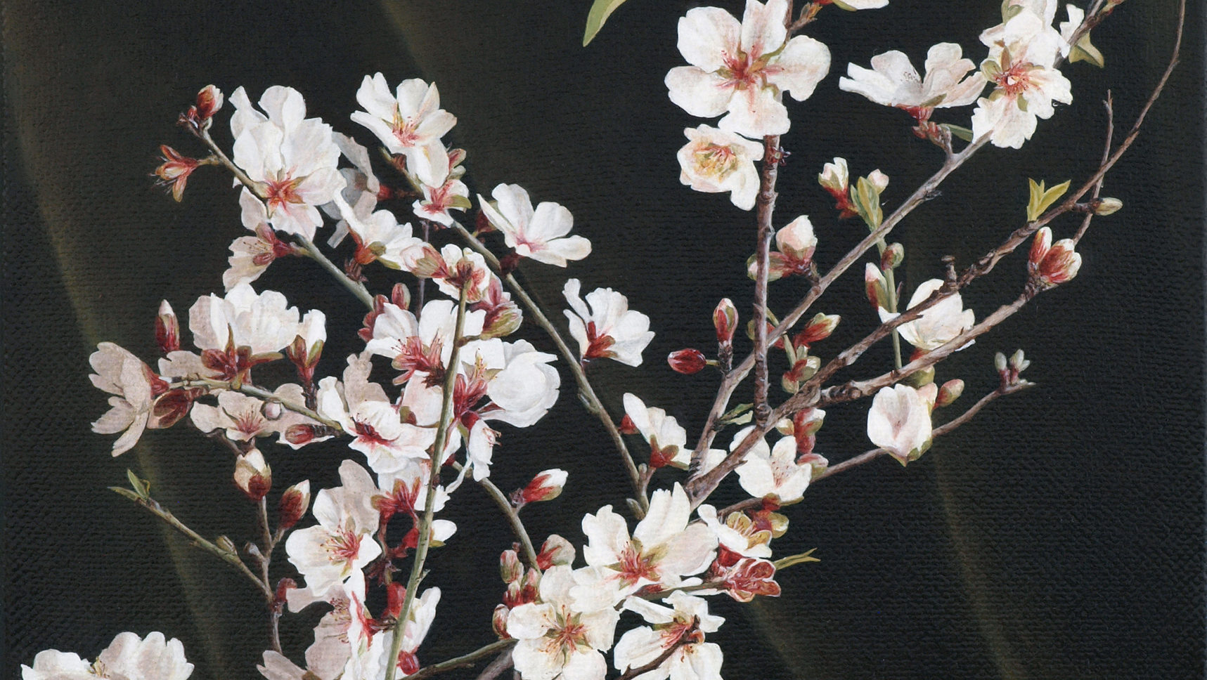 Almond flowers